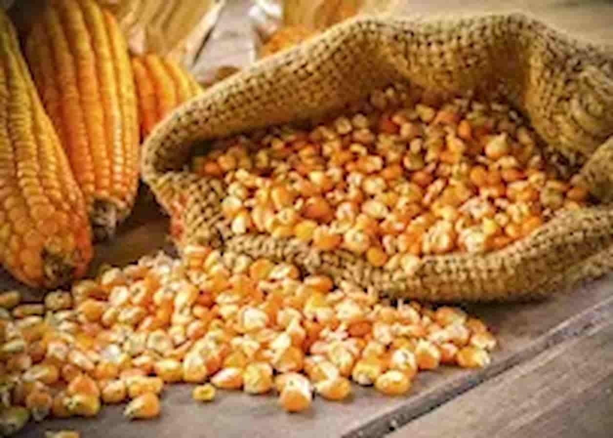 کنسرو ذرت کوچک با کیفیت مطلوب و بسته بندی کاربردی